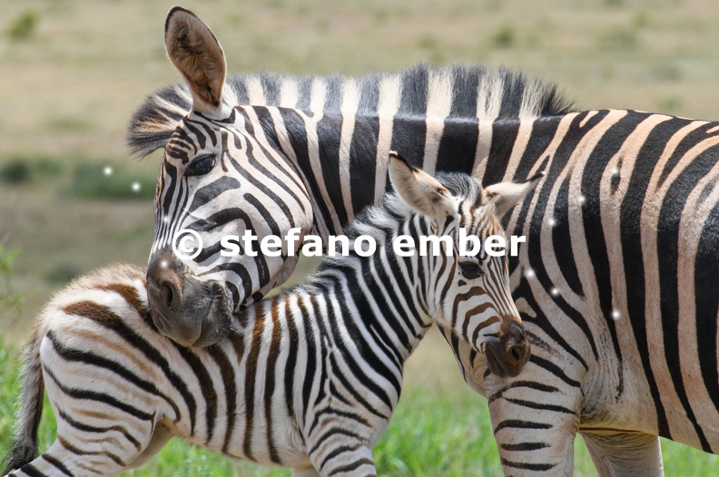 Zebras at Addo Elephant national park